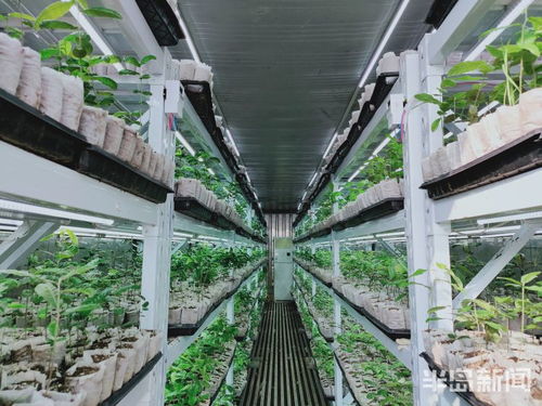 物聯(lián)網(wǎng)技術(shù)助力植樹造林，綠色產(chǎn)業(yè)迎來(lái)科技突圍