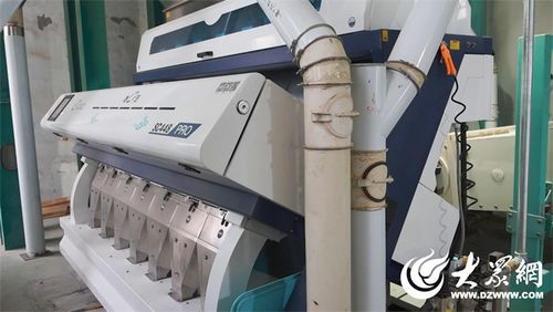 三農 奮進路丨農業篇 廣饒勝大糧油提質 煥新 促進糧食產業高質量發展